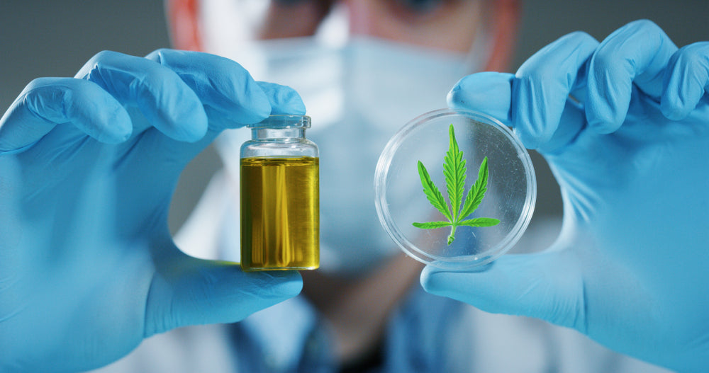 A scientist with rubber gloves holds up a THC oil container and a cannabis leaf.