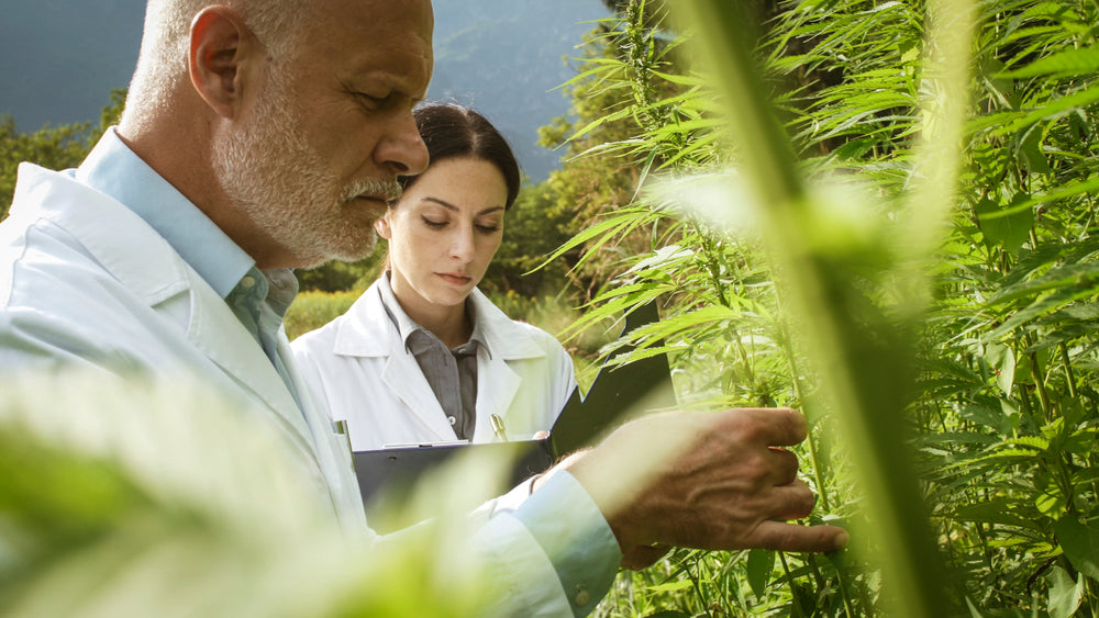 Two scientists study a cannabis plant. 