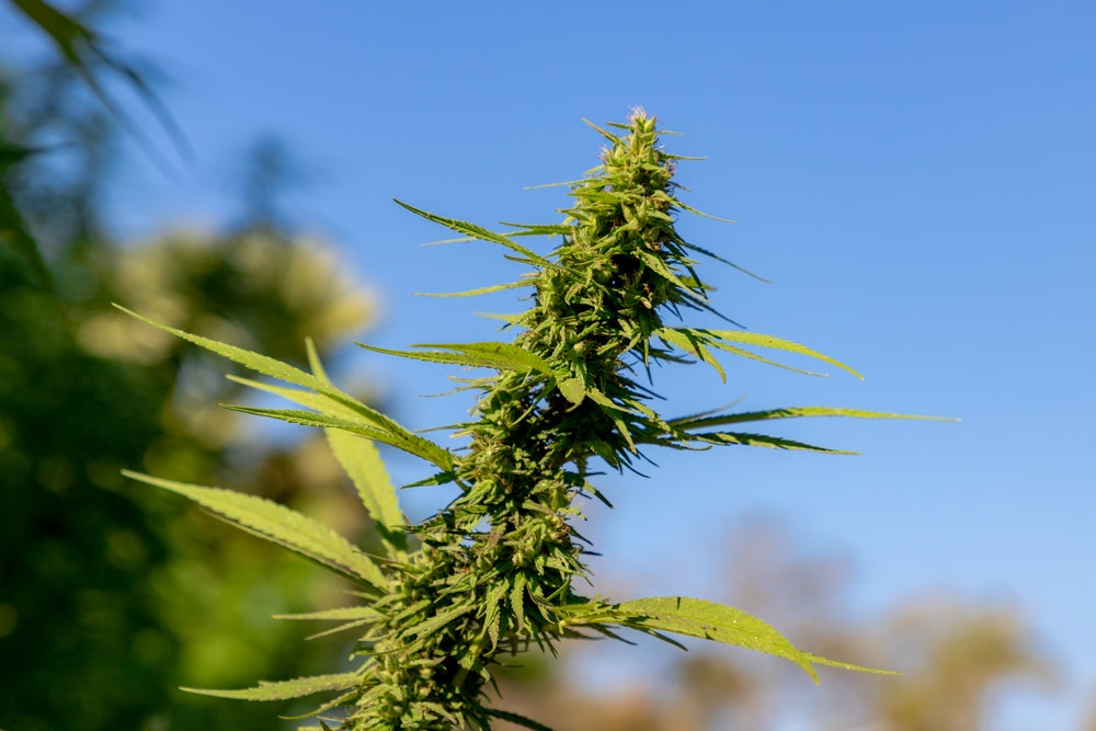 A marijuana bud grows in the sun.