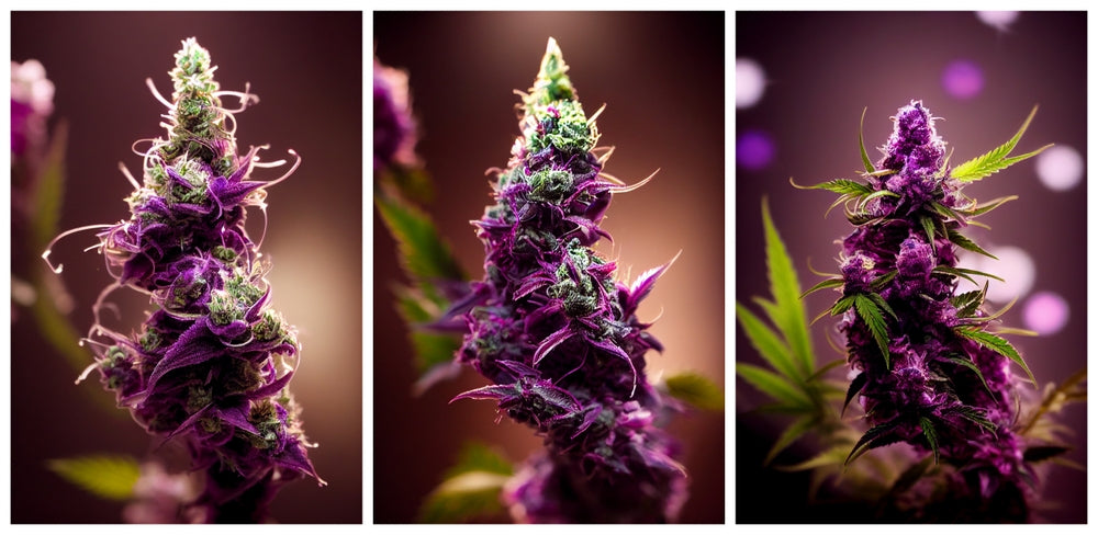 Purple and green weed buds are colorfully lit up.