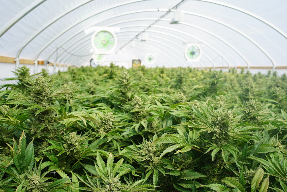 A bunch of cali chrome cannabis plants grow in a green house