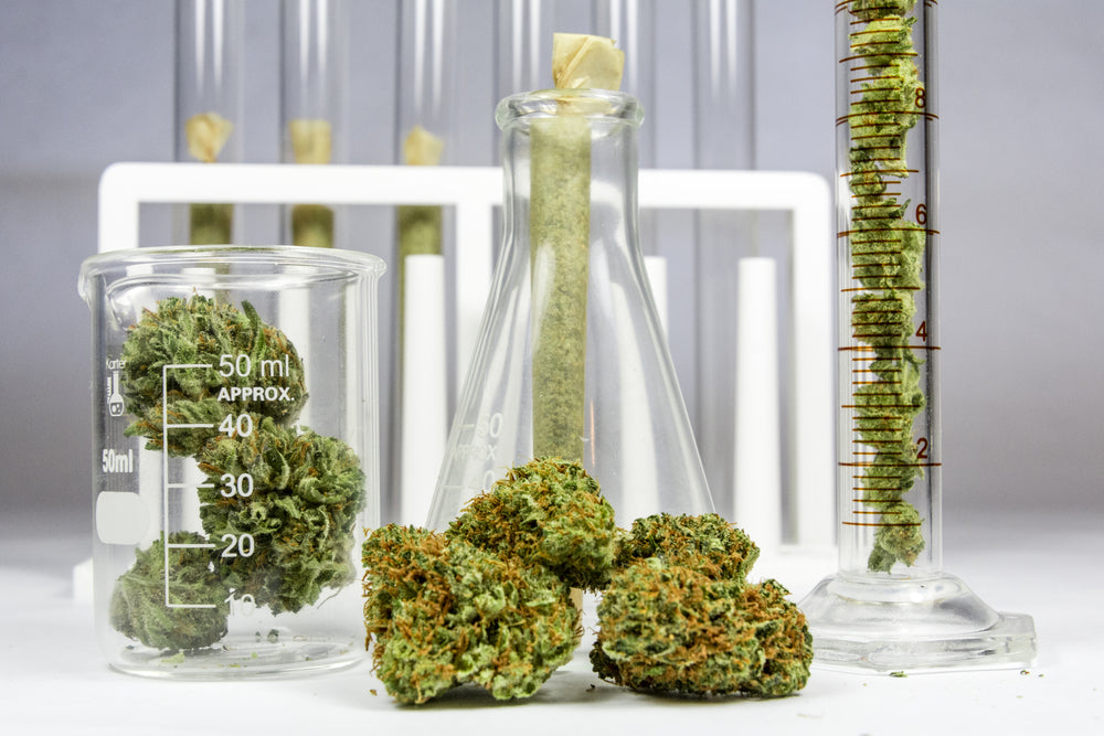 Marijuana and hemp buds sit in beakers.